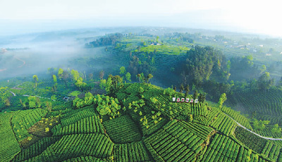 蒙頂山 茶與詩的交響曲