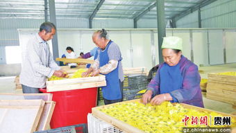 貴州省德江縣桶井鄉玉竹山鄉村旅游建設見聞 裝飾品