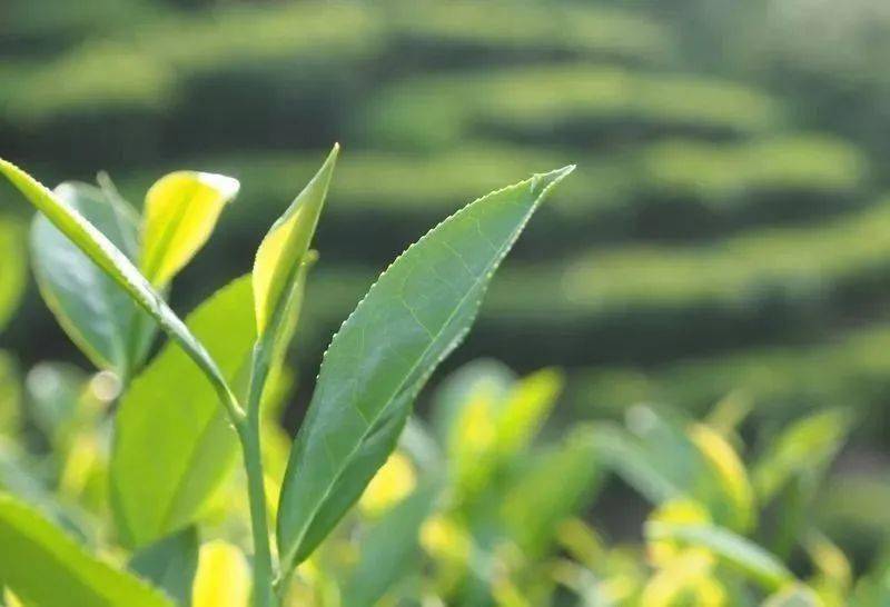 秋香氤氳漳平水仙，清心滌塵品茗思潔